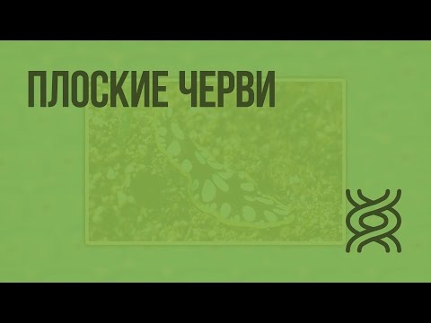 Плоские черви. Видеоурок по биологии 7 класс