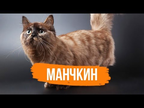 МАНЧКИН - ИНТЕРЕСНЫЕ ФАКТЫ О ПОРОДЕ