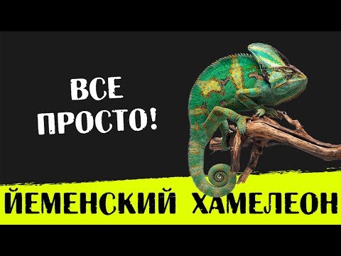 Содержание Йеменского хамелеона