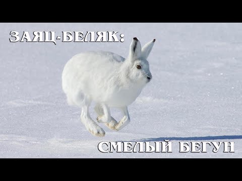 Заяц-беляк: Суровый житель Севера | Интересные факты про зайцев