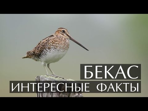 Бекас - интересные факты