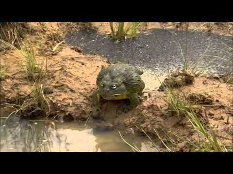 Bullfrog Dad Protects His Tadpoles