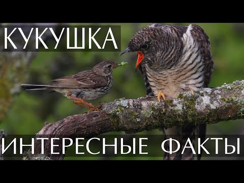 Кукушка - интересные факты (С Фото и Видео)