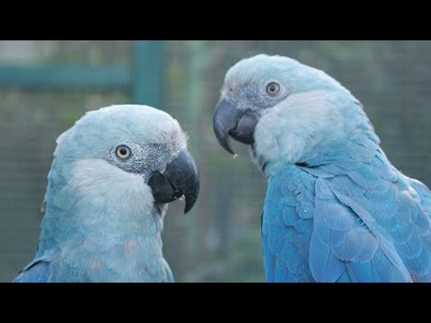 Rarest macaws in the world - Spix Macaw