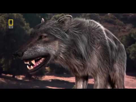 Доисторические хищники — Древний Страшный Волк. Документальный фильм HD