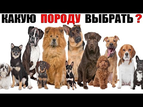 Какая самая лучшая порода собак? (Самый большой ТОП 60 пород собак)