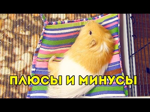 ПЛЮСЫ и МИНУСЫ содержания МОРСКИХ СВИНОК / SvinkiShow