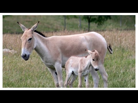 Кулан: помесь Ослика и Лошади. Джигитай - редкий представитель степей и пустынь. Интересные факты