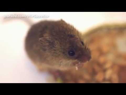 Полевая мышь (мышонок)