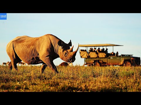 Черный Носорог – Африканский Тяжеловес! Почему Носорогов Перевозят на Вертолете?