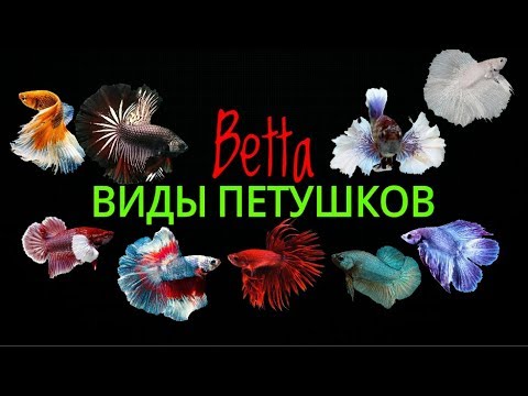 Виды петушков.Betta.