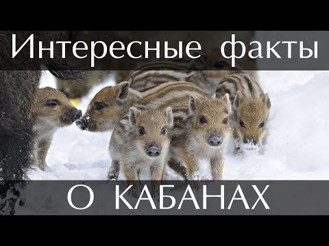 Интересные факты о Кабанах