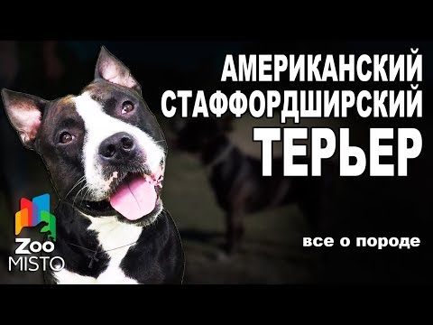 Американский Стаффордширский Терьер - Все о породе собаки | Собака породы - Стаффордширский Терьер