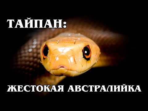 ТАЙПАН: Ядовитая Австралийская змея | Интересные факты про змей