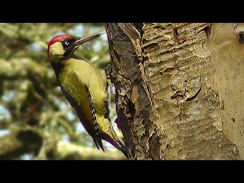 Green Woodpecker and Great Spotted Woodpecker : Birds Nest Building