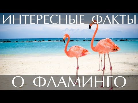 Интересные факты о Фламинго