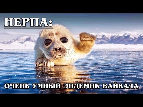 БАЙКАЛЬСКАЯ НЕРПА: Загадка науки и эндемик озера Байкал | Интересные факты про нерпу