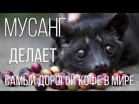 Пальмовая циветта: Производитель самый дорогого кофе в мире | Интересные факты про виверровых