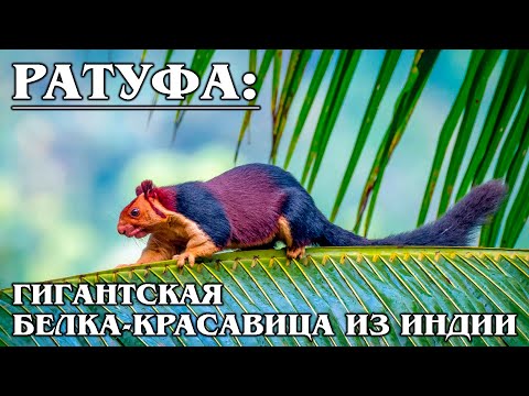 РАТУФА: Самая красивая и гигантская индийская белка | Интересные факты про белок