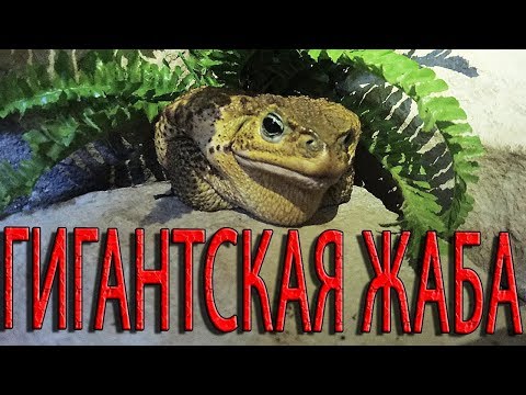 ГИГАНТСКАЯ ЯДОВИТАЯ ЖАБА АГА! Одна из самых больших жаб на планете!