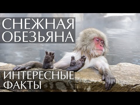 Снежная обезьяна (Японский макак) - интересные факты