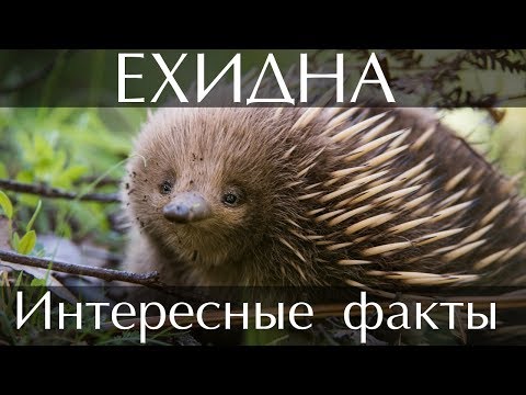 Ехидна - интересные факты