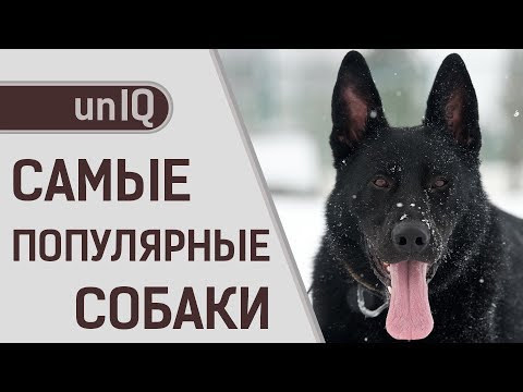 САМЫЕ ПОПУЛЯРНЫЕ ПОРОДЫ СОБАК В МИРЕ