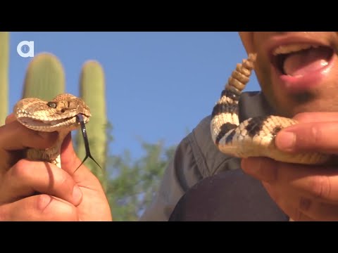 ГРЕМУЧАЯ ЗМЕЯ! Техасский гремучник с двойными клыками. Brave Wilderness на русском