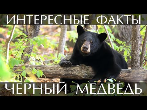 Барибал (черный медведь) - интересные факты