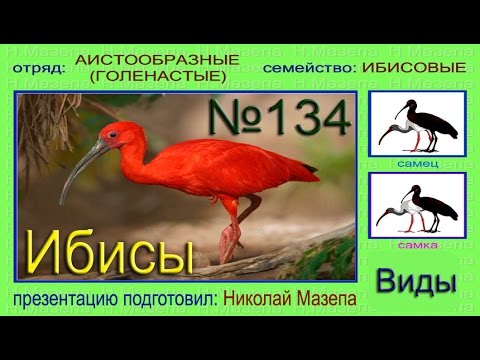 Ибисы. Виды