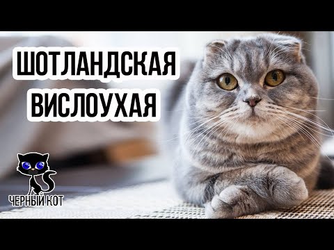 ✔ Шотландская вислоухая кошка - самая популярная порода кошек в России