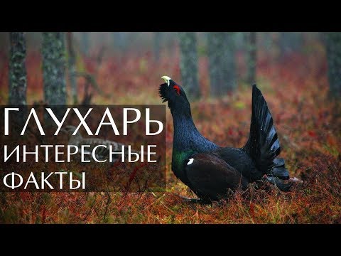 Птица Глухарь - интересные факты