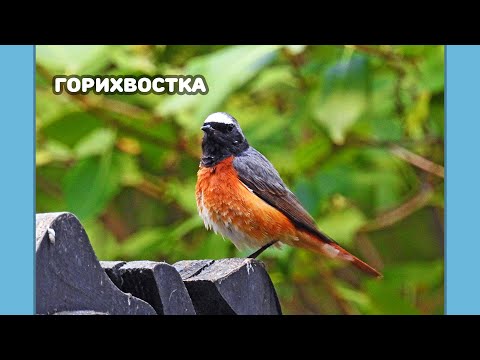 Горихвостка - как поет, как строит семью и что любит - (English and German subtitles)