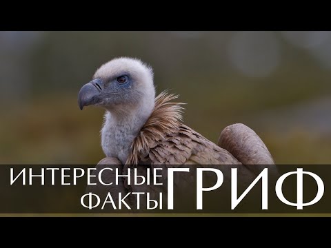 Гриф - интересные факты