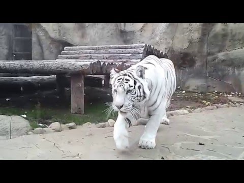 Нападение белого тигра / White tiger attack