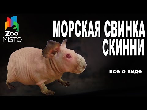 Морская Свинка Скинни - Все о виде грызуна | Вид грызуна - Морская Свинка Скинни