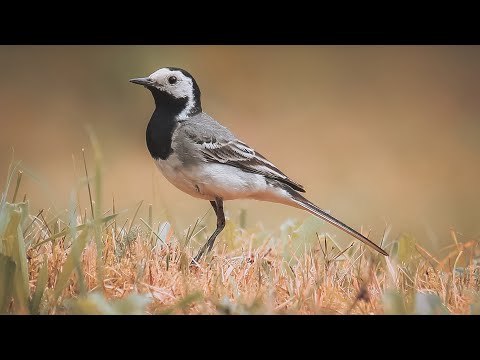 Белая трясогузка охотится на насекомых | Film Studio Aves
