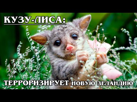 ЛИСИЙ КУЗУ: Аделаидская &quot;шиншилла&quot; | Интересные факты про животных