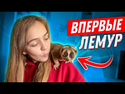 ВПЕРВЫЕ: ЛЕМУР ЛОРИ! ЭТО РАЗВЕ ОБЕЗЬЯНА?! //САМЫЙ МЕДЛЕННЫЙ ДЕНЬ