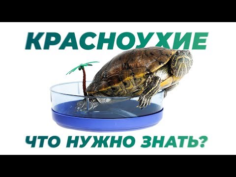 Красноухая черепаха. Содержание дома. Интересные факты.