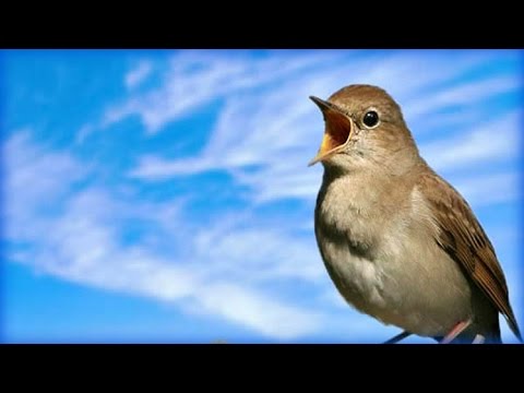 Незабываемое Пение соловья / Chill out Nightingale Singing