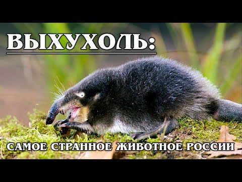 ВЫХУХОЛЬ: Пахнет фиалками и дружит с бобрами | Интересные факты про выхухоль