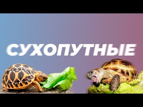 СУХОПУТНЫЕ ЧЕРЕПАХИ. Всё, что нужно знать о них.