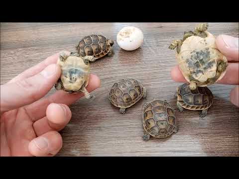 Размножение Средиземноморской черепахи. Обзор зимних кладок