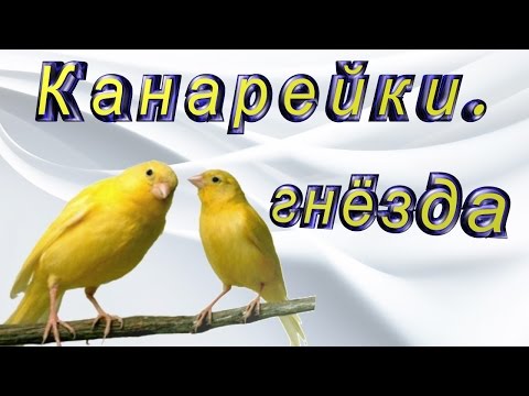 Канарейки. Ежедневный уход и содержание