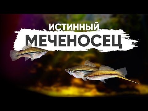 Самый настоящий меченосец