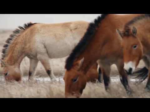 Лошадь Пржевальского | редкие и исчезающие виды животных России