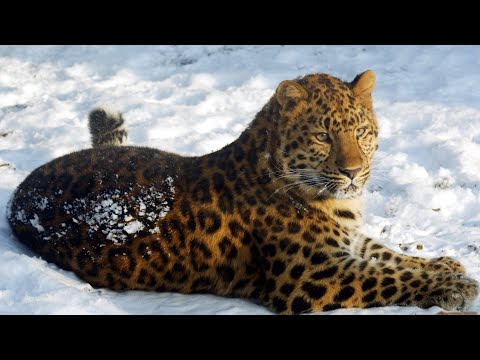 АМУРСКИЙ БАРС: Редчайшая большая кошка | Интересные факты про леопардов