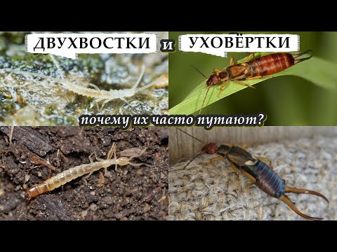 ДВУХВОСТКИ и УХОВЁРТКИ - Почему их часто путают?