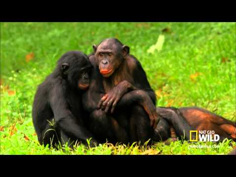 Поведение животных: Обезьяны бонобо